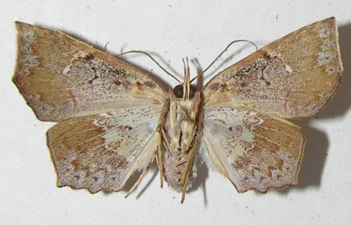 Fig.4. Adulto de <i>Yidalpta</i> auragalisDHJ02, en posición ventral. Voucher : 11-SRNP-65421-DHJ547845.jpg.