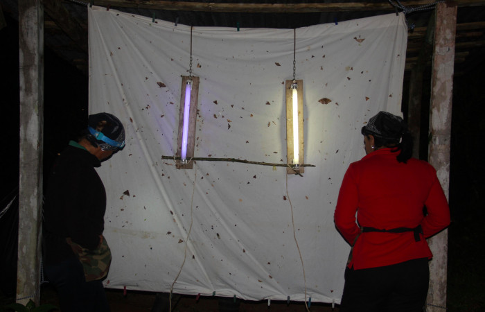 Fig.6. Mostrando dos Parataxónomas,  seleccionando adultos para atraparlos. Foto tomada por Calixto Moraga, Marzo 13 del 2021. Estación Pitilla.