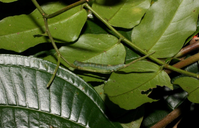 Fig.7. Larva de <i>Yidalpta</i> auragalisDHJ01 en posición lateral, de 20mm de logitud. Voucher : 11-SRNP-35680-DHJ489861.jpg.