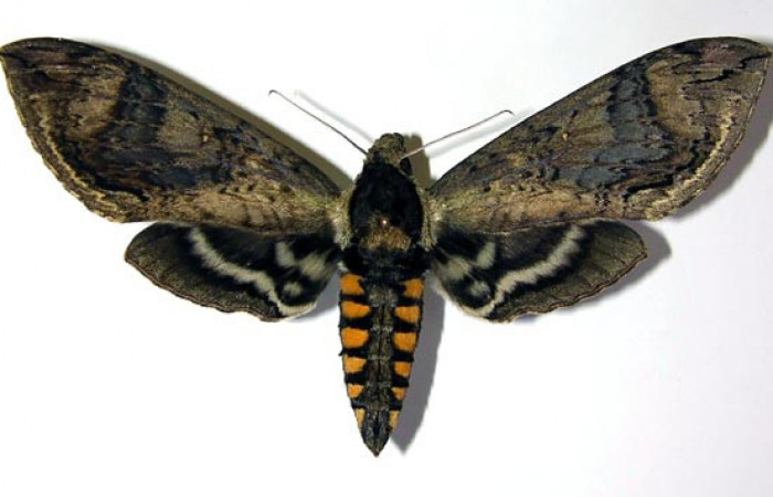 Fig. 01. Hembra de <i>Manduca hannibal</i>, vista dorsal, 112mm de longitud. Voucher: 04-SRNP-2481-DHJ95100.jpg.