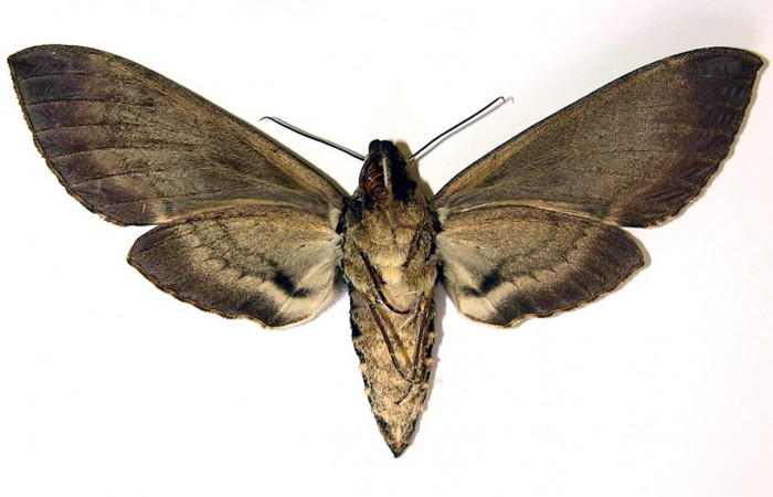 Fig. 02. Hembra de <i>Manduca hannibal</i>, vista ventral, 112mm de longitud. Voucher: 04-SRNP-2481-DHJ95100.jpg.