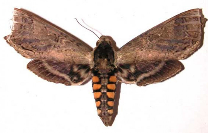 Fig. 03. Hembra de <i>Manduca hannibal</i>, vista dorsal, 89mm de longitud. Voucher: 01-SRNP-24094-DHJ35732.jpg