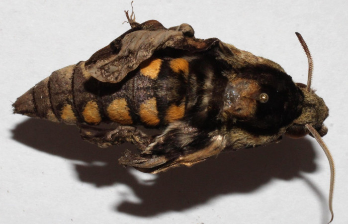 Fig. 04. Adulto de <i>Manduca hannibal</i>, vista dorsal, eclosionó mal formado. Voucher: 15-SRNP-20566-DHJ917288.jpg