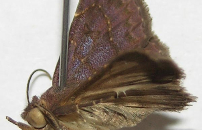 Fig.1  Adulto <i>Antiblemma</i> Poole38  lateral, mostrando estructura bucal palpo maxilar característica de la familia Erebidae.  Voucher: 08-SRNP-21214-DHJ397614.jpg