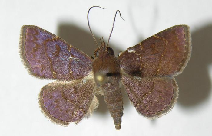 Fig.3  Adulto <i>Antiblemma</i> Poole38  dorsal. Voucher: 05-SRNP-31350-DHJ342870.jpg