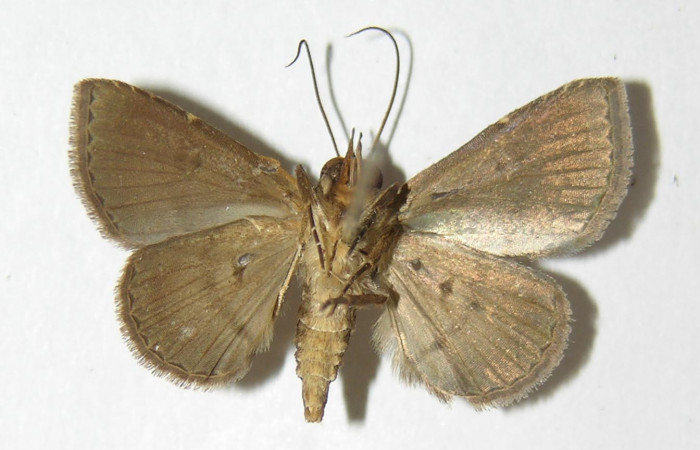 Fig.4. Adulto <i>Antiblemma</i> Poole38 ventral
Voucher: 05-SRNP-31350-DHJ342871.jpg