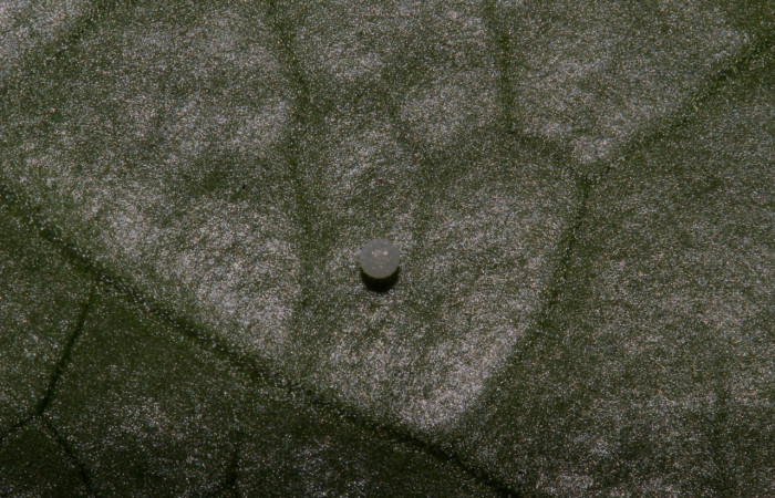 Fig.1. Imagen de un huevo de <i>Pseudoscada pusio</i> (Nymphalidae). Voucher: 16-SRNP-31760-DHJ735633.jpeg