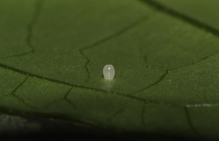 Fig.2. Vista de un huevo de <i>Pseudoscada pusio</i> (Nymphalidae). Voucher: 16-SRNP-31760-DHJ735634.jpeg