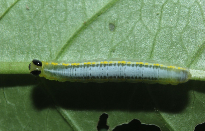 Fig.4. Vista dorsal de <i>Pseudoscada pusio</i> (Nymphalidae). Voucher: 16-SRNP-71016-DHJ733081.jpeg