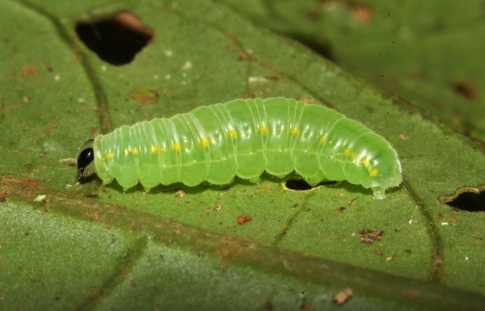 Fig.8. Vista lateral de la prepupa de <i>Pseudoscada pusio</i> (Nymphalidae). Voucher:17-SRNP-32567-DHJ743070.jpeg