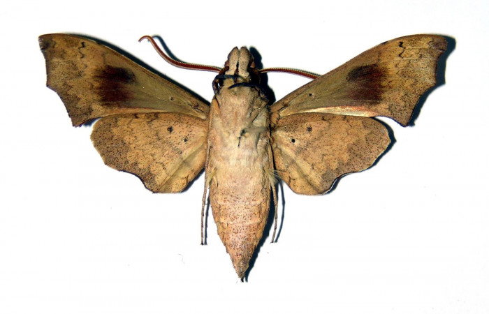 Fig. 02. Macho de <i>Aleuron iphis</i> (Sphingidae), 50mm de envergadura,
Vista ventral. Voucher: 94-SRNP-10014-DHJ99597.jpg.
