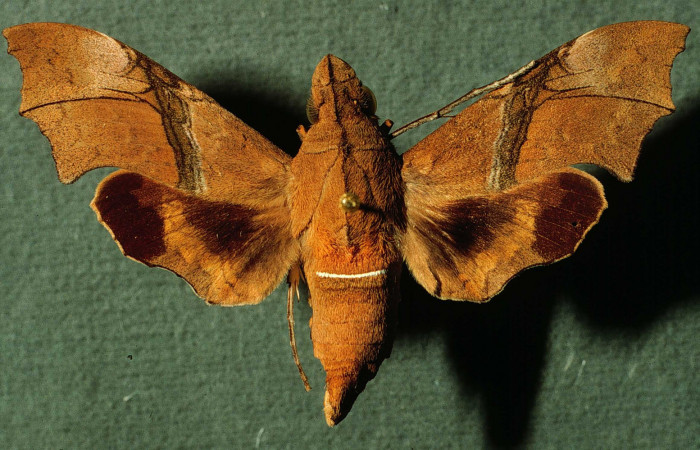 Fig. 03. Hembra de <i>Aleuron iphis</i> (Sphingidae), 52mm de envergadura,
Vista dorsal. Voucher: INBIOCRI002793163.jpg.
