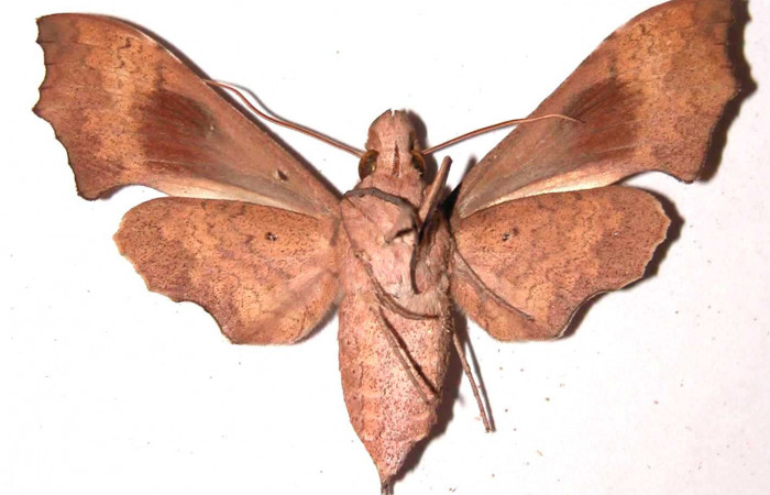 Fig. 04. Hembra de <i>Aleuron iphis</i> (Sphingidae), 52mm de envergadura,
Vista ventral. Voucher: 95-SRNP-11054-DHJ35361.jpg.
