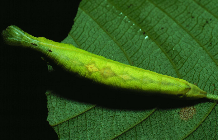 Fig. 07. Larva de <i>Aleuron iphis</i> (Sphingidae), vista dorsal, último estadío. Voucher: 82-SRNP-645-DHJ4517.jpg.