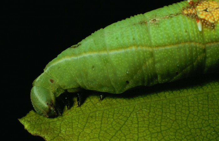 Fig. 09. Larva de <i>Aleuron iphis</i> (Sphingidae), vista lateral del tórax, último estadío, 63mm de longitud. Voucher: 91-SRNP-258-DHJ14014.jpg.