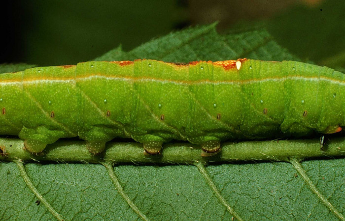 Fig. 10. Larva de <i>Aleuron iphis</i> (Sphingidae), vista lateral, último estadío. Voucher: 95-SRNP-7708-DHJ25063.jpg.