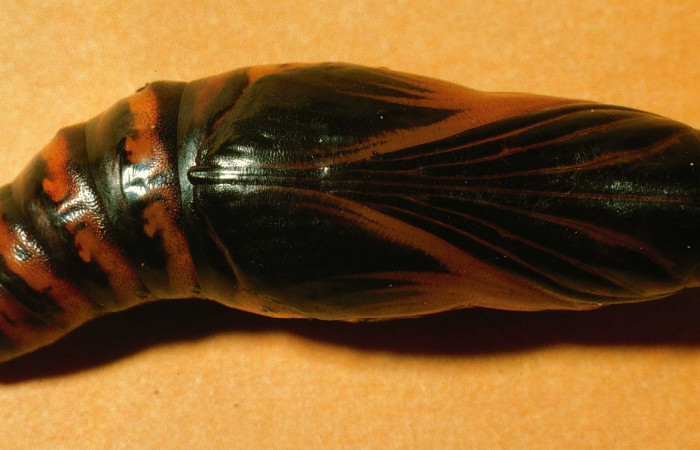 Fig. 12. Pupa de <i>Aleuron iphis</i> (Sphingidae), vista ventral. Voucher: 95-SRNP-7708-DHJ25078.jpg.