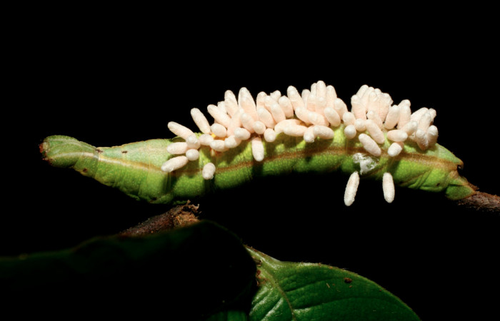 Fig.14 . Larva de <i>Aleuron iphis</i> (Sphingidae), vista lateral con capullos de Braconidae, <i>Glyptapanteles andybennetti</i>. Voucher: 08-SRNP-32177-DHJ445890.jpg.