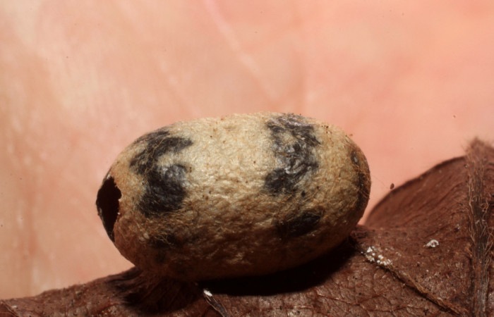 Fig.16 . Capullo de Ichneumonidae, <i>Cryptophion</i>, parásito de <i>Aleuron iphis</i> (Sphingidae), vista lateral del capullo. Voucher: 12-SRNP-31146-DHJ804195.jpg.