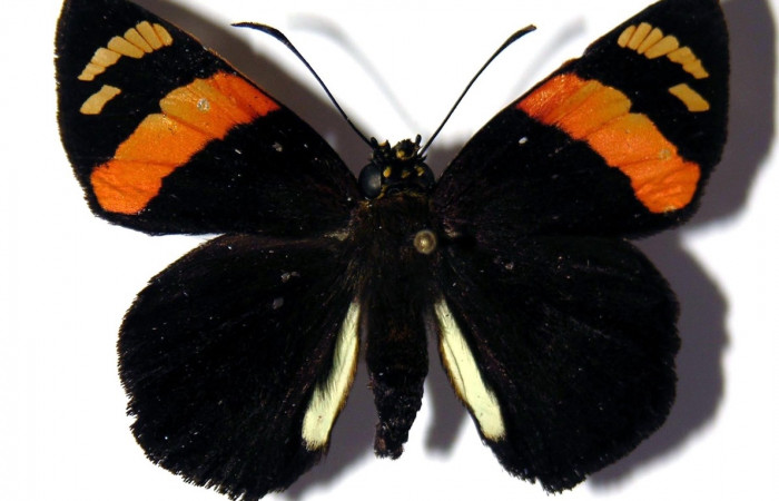 Fig. 3. Macho de <i>Entheus</i> Burns01 (Hesperiidae), vista dorsal. Voucher: 03-SRNP-3912-DHJ97990.