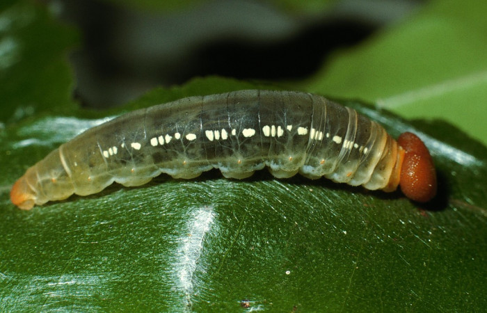 Fig. 19. Larva de <i>Entheus</i> Burns03 (Hesperiidae),  comiendo <i>Myrsia splendens</i> (Myrtaceae) Voucher: 03-SRNP-6131-DHJ74343.