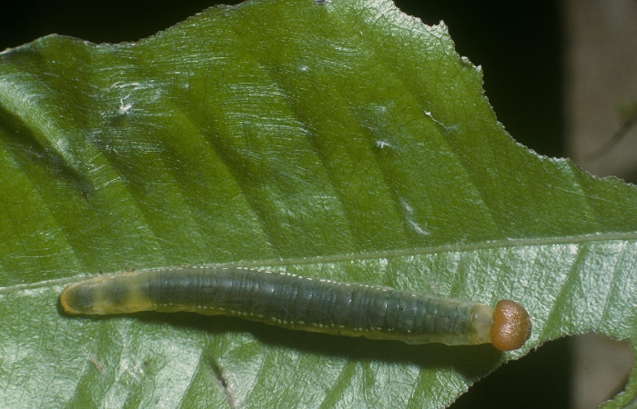Fig. 18. Larva de <i>Entheus</i> Burns03 (Hesperiidae),  comiendo <i>Myrsia splendens</i> (Myrtaceae) Voucher: 04-SRNP-55947-DHJ87532.