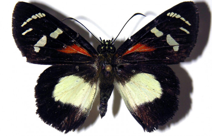 Fig. 4. Hembra de <i>Entheus</i> Burns01 (Hesperiidae), vista dorsal. Voucher: 98-SRNP-2971-DHJ31659.