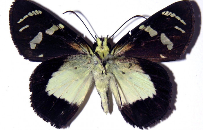 Fig. 10. Hembra de <i>Entheus</i> Burns03 (Hesperiidae), vista dorsal. Voucher: 05-SRNP-196-DHJ302747.