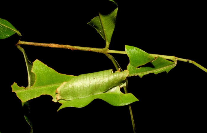 Fig. 14. Rufugio de larva  <i>Entheus</i> Burns03 (Hesperiidae), en <i>Myrcia splendens</i> (Myrtaceae) Voucher: 06-SRNP-44104-DHJ417500.