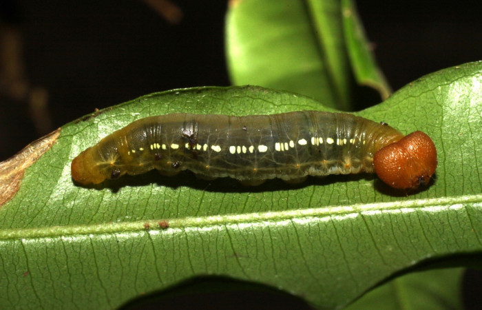 Fig. 20. Larva de <i>Entheus</i> Burns03 (Hesperiidae),  comiendo <i>Myrsia splendens</i> (Myrtaceae) Voucher: 10-SRNP-55309-DHJ473148.