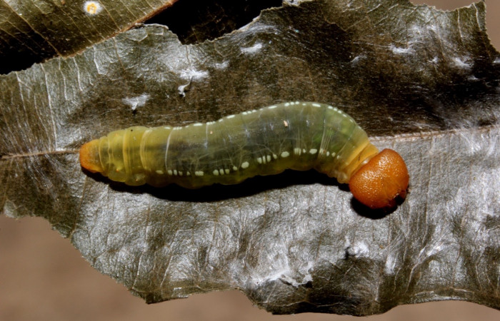 Fig. 21. Larva de <i>Entheus</i> Burns03 (Hesperiidae),  comiendo <i>Myrsia splendens</i> (Myrtaceae) Voucher: 15-SRNP-40679-DHJ803786.