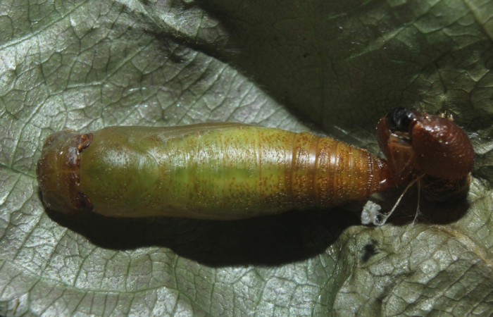 Fig. 25. Vista dorsal pupa de <i>Entheus</i> Burns02.(Hesperiidae. Voucher: 16-SRNP-70997-DHJ733215.