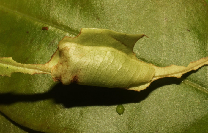 Fig. 13. Larva de <i>Entheus</i> Burns03 (Hesperiidae), en su refugio en <i>Myrcia splendens</i> (Myrtaceae) Voucher: 21-SRNP-65-DHJ45220.
