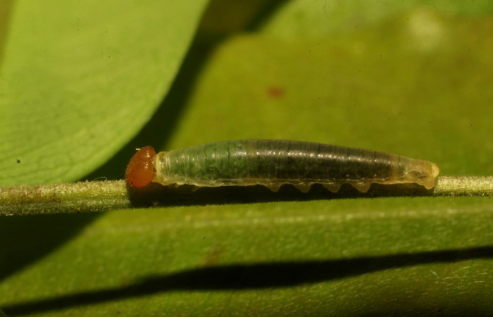 Fig. 17. Larva de <i>Entheus</i> Burns03 (Hesperiidae), segundo estadío comiendo <i>Myrcia splendens</i> (Myrtaceae) Voucher: 21-SRNP-65-DHJ45220.   
