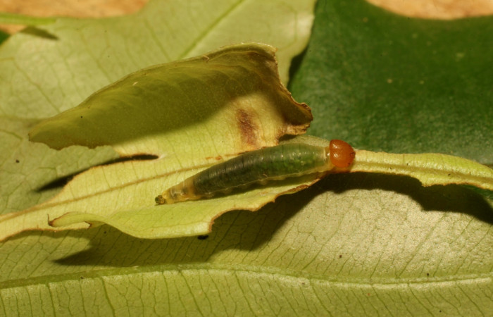Fig. 15. Larva de <i>Entheus</i> Burns03 (Hesperiidae), comiendo <i>Myrcia splendens</i> (Myrtaceae) Voucher: 21-SRNP-65-DHJ45220.