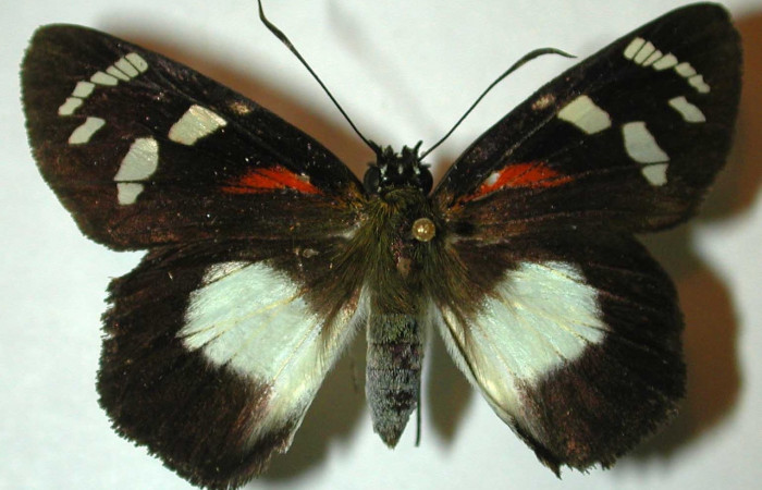 Fig. 9. Hembra de <i>Entheus</i> Burns03 (Hesperiidae), vista dorsal. Voucher: 05-SRNP-196-DHJ302746.