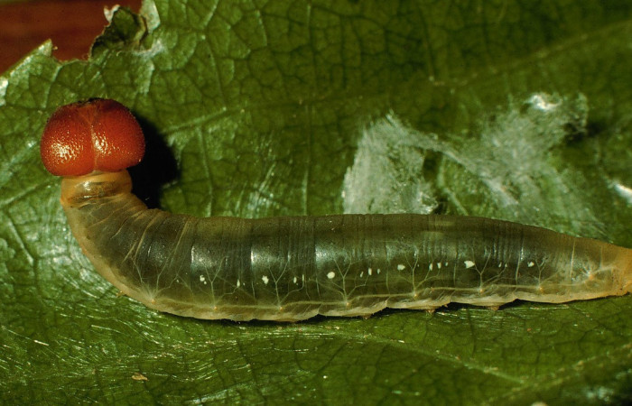 Fig. 12. Larva de <i>Entheus</i> Burns02 (Hesperiidae), comiendo <i>Matudaea trinervia</i> (Hamamelidaceae) Voucher: 98-SRNP-4449-DHJ45220.
