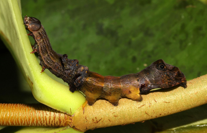 Figura 19. Larva <i>Nystalea montana</i> (Notodontidae), último estadío (U) vista lateral, localidad Estación Biológica Pitilla, Sector Pitilla ACG (675m). Voucher: 13-SRNP-31574-DHJ701990.jpg.