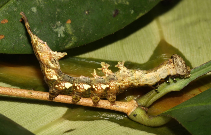 Figura 20. Larva <i>Nystalea idonea</i> (Notodontidae), último estadío (U) vista lateral, localidad Sendero Naciente, Sector Pitilla ACG (700m). Voucher: 13-SRNP-31615-DHJ720011.jpg.