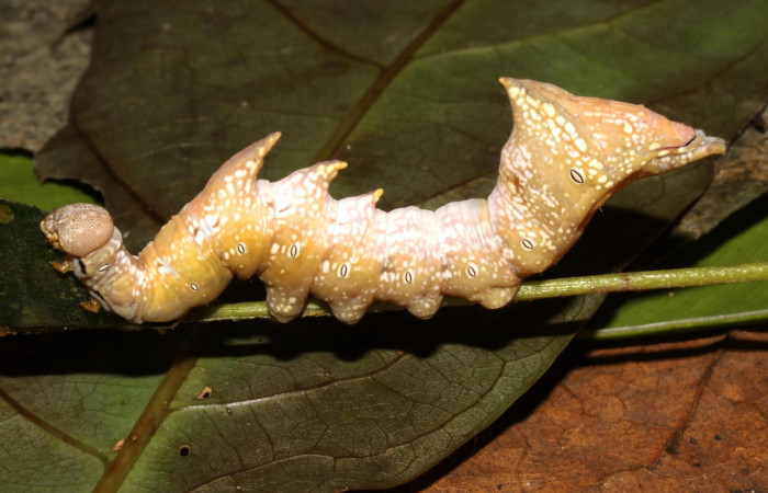 Figura 21. Larva <i>Nystalea porgana</i> (Notodontidae), último estadío (U) vista lateral, localidad Sendero Orosilito, Sector Pitilla ACG (900m). Voucher: 13-SRNP-31634-DHJ720085.jpg.