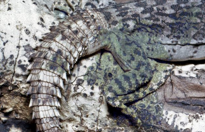 La Cruz Guanacaste 2008 Foto: Alejandro Solórzano