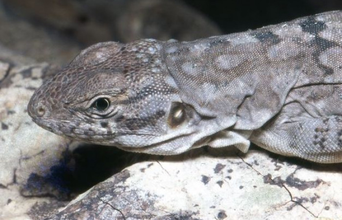 La Cruz Guanacaste 2008 Foto: Alejandro Solórzano