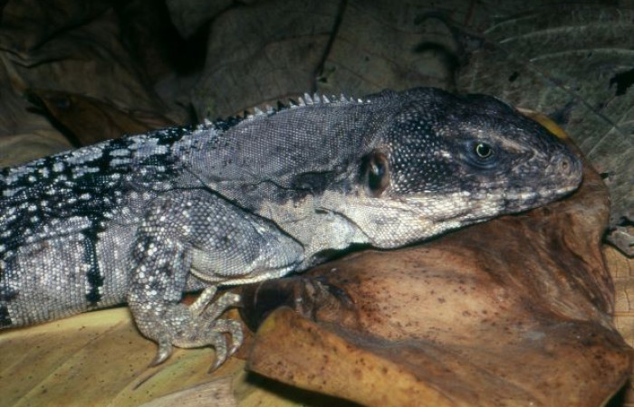La Cruz Guanacaste 2008 Foto: Alejandro Solórzano