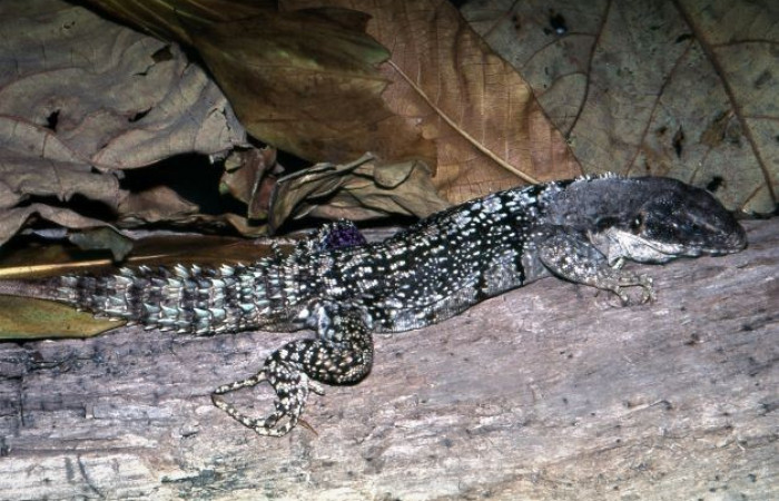 La Cruz Guanacaste 2008 Foto: Alejandro Solórzano