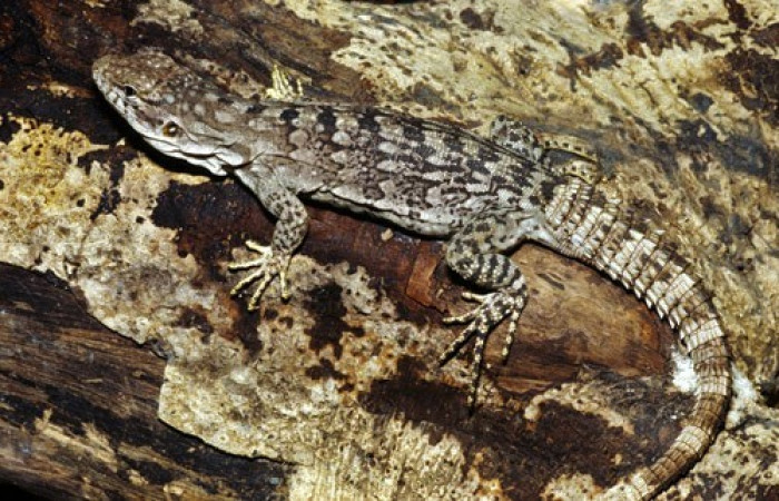 La Cruz Guanacaste 2008 Foto: Alejandro Solórzano