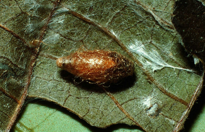 Fig 13. Capullo de la familia (Braconidae), parásito de la larva <i>Patania</i> Solis04. Voucher 01-SRNP-22121-DHJ62611.jpg