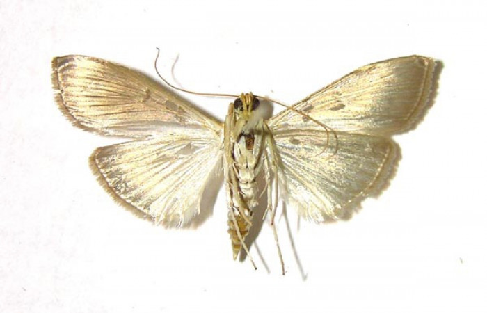 Fig 9. Adulto <i>Patania </i>Solis04, vista ventral (hembra) en alas abiertas mide 28 mm.
Voucher 04-SRNP-40086-DHJ376639.