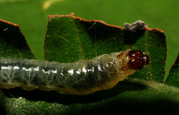 Fig 5. Larva <i>Patania</i> Solis04, en ultimo estadio, Estacion Quica,ACG. 24 mm de largo. Voucher 08-SRNP-70982-DHJ444175.jpg.