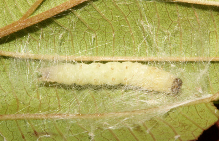 Fig 6. Prepupa <i>Patania</i> Solis04, cubierto de hilo de seda, vista ventral entero, Estación Wege, ACG. 26 mm de largo. Voucher 18-SRNP-26497-DHJ731627.jpg.