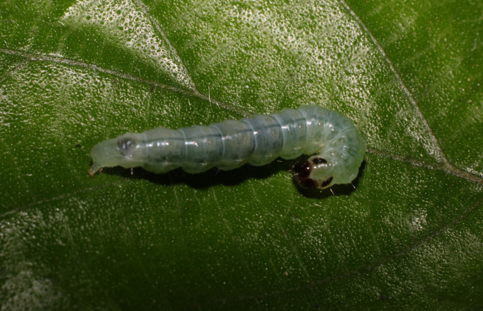 Fig 4. Larva <i>Patania</i> Solis04, medida 24 mm de largo último estadio, Sector Quebrada Tibio Perla, ACG. Voucher 19-SRNP-56341-DHJ712547.jpg.